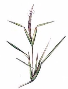 Stenotaphrum secundatum Buffalo Grass, St. Augustine Grass, St. Augustinegrass